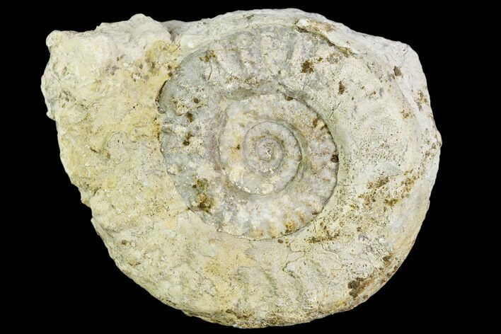 Fossil Ammonite (Hildoceras)- England #110816
